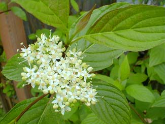 Red Osier in Bloom