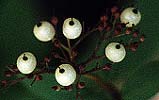 Redtwig Dogwood Fruit