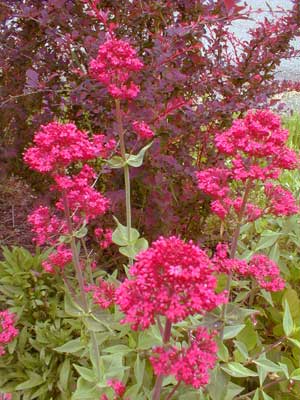 Red Valerian