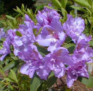 Double Rhody