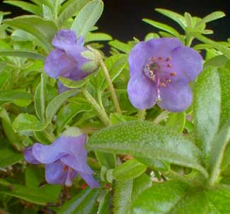 Tsangpo Rhody