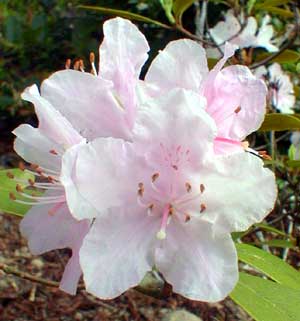 Carolina Dwarf Rhody