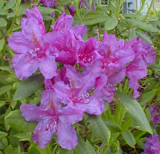 Purpureum Grandiflorum