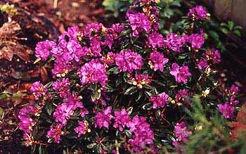 Dwarf Rhododendron