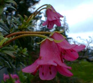 Bodnant Red