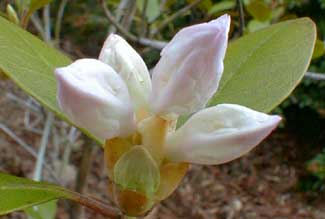Carolina Dwarf Rhody