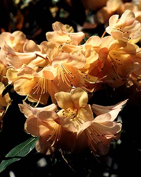 Alison Johnstone Rhododendron
