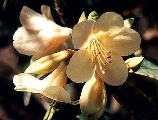 Alison Johnstone Rhododendron