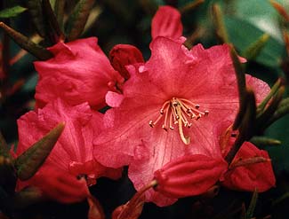 Brickdust Rhododendron