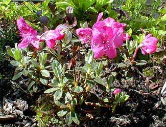 Rhododendron