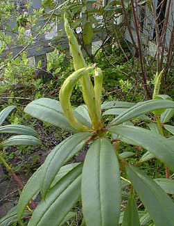 Leaf Horns