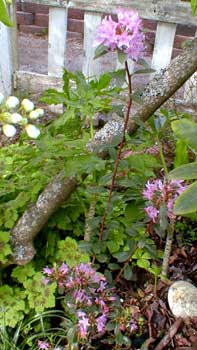 Species Rhody