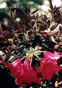 Whisperingrose Leaves