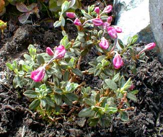 Rhododendron