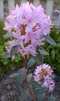 Species Rhody