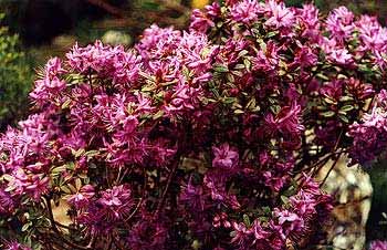 Rhododendron yungningense