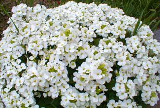 Rock Cress