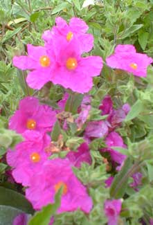 Sunset Rockrose