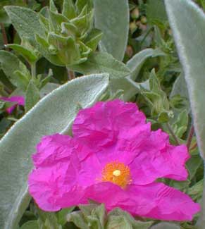 Sunset Rockrose