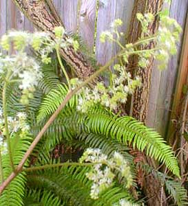 Rodgersia