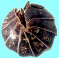 Woodlouse