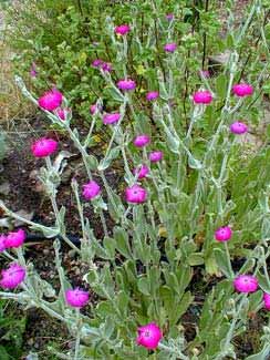 Rose Campion