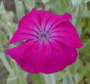 Rose Campion bloom