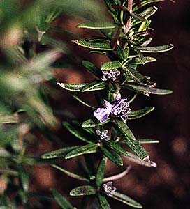 Upright Rosemary