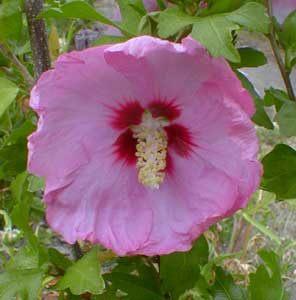 Rose of Sharon