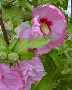 Rose of Sharon