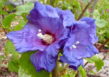 Rose of Sharon