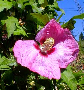 Rose of Sharon