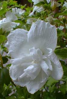 Rose of Sharon