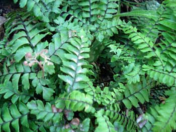 Rosy Maidenhair Fern