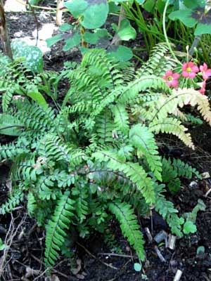 Rosy Maidenhair Fern