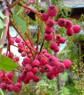 Rowenberries