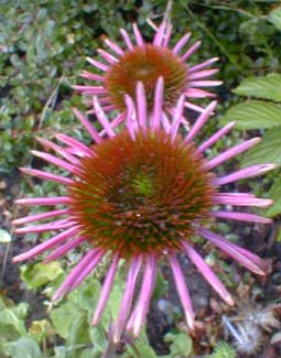 Echinacea