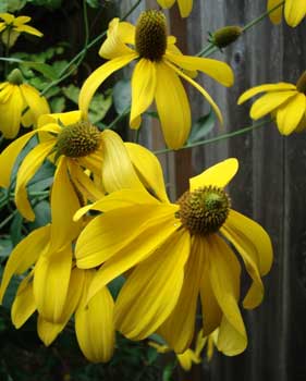 Rudbeckia laciniata