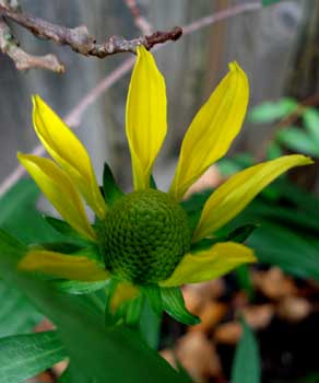 Rudbeckia laciniata