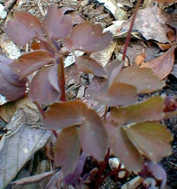 Early leaves