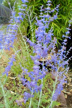 Russian Sage