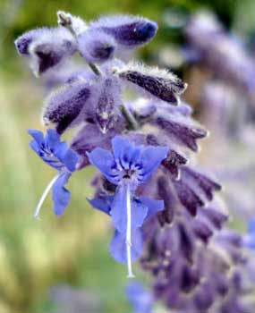 Russian Sage