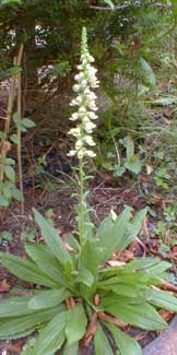 Rusty Foxglove