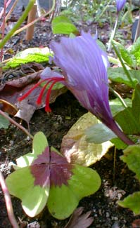 Saffron Crocus