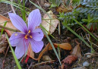 Kashmir Saffron