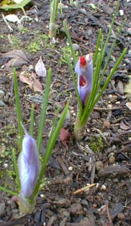 Maturing Buds