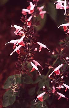 Coral Nymph Sage