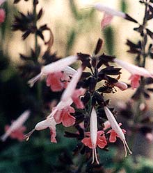 Coral Nymph Sage