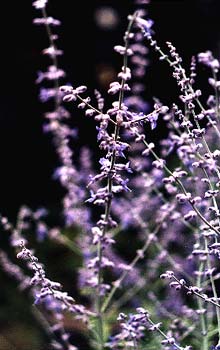 Russian Sage