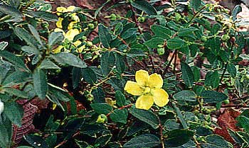 Hypericum